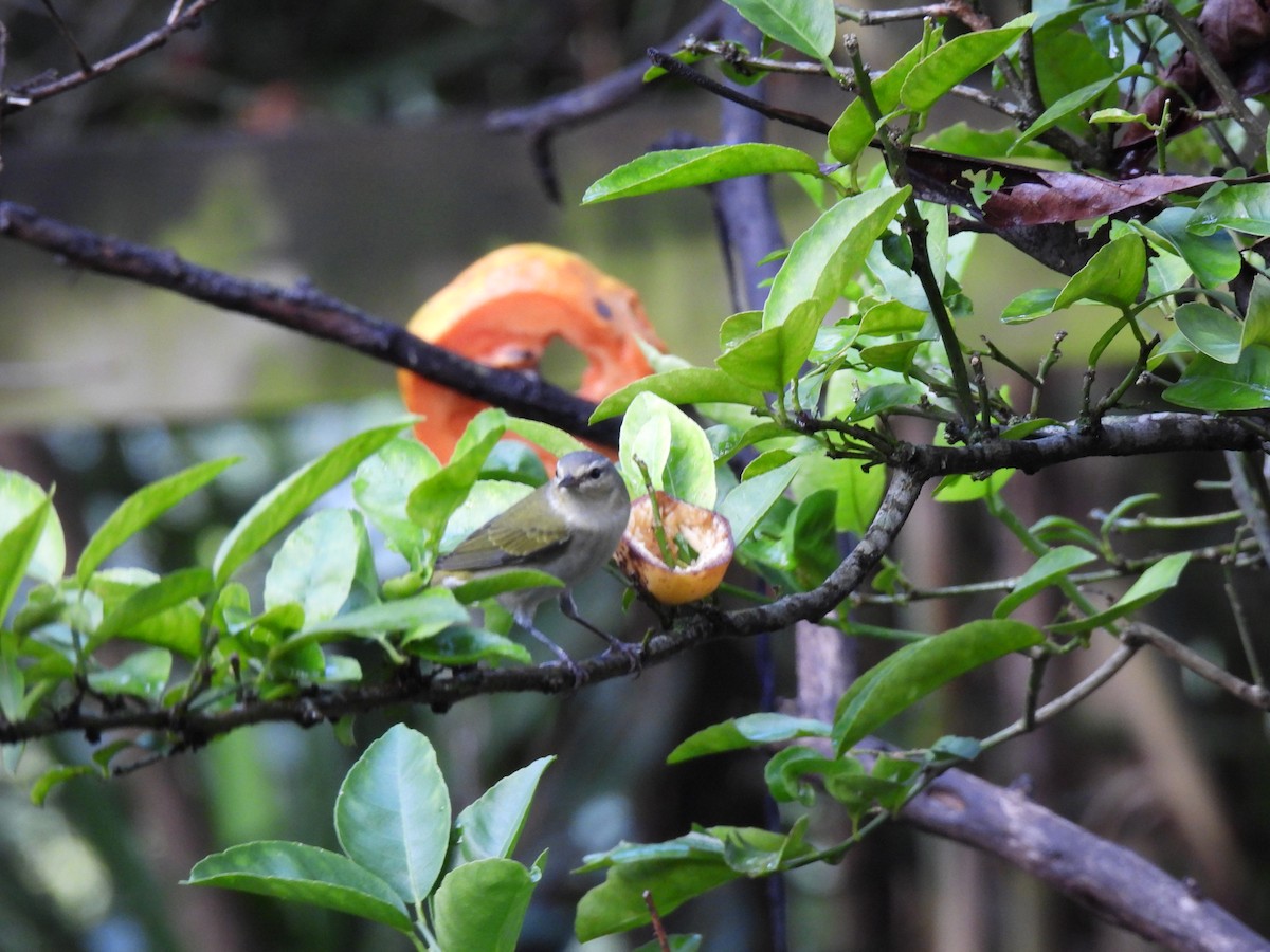 マミジロアメリカムシクイ - ML644615501