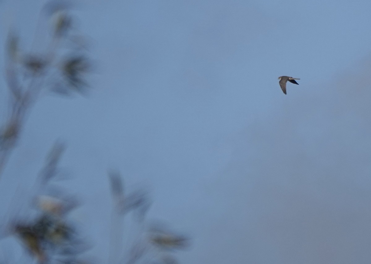 dvergfalk - ML644615502