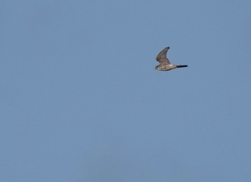 dvergfalk - ML644615505