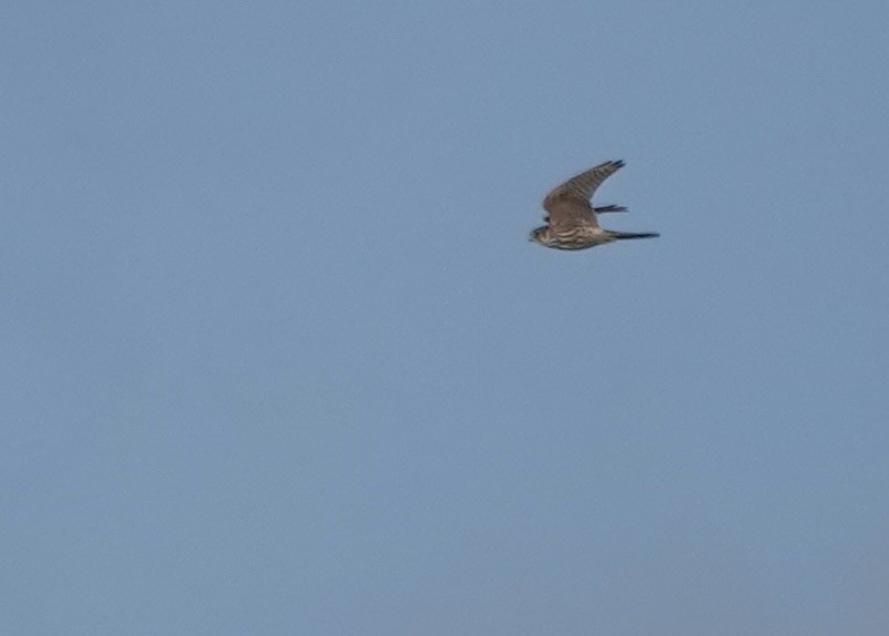 dvergfalk - ML644615510