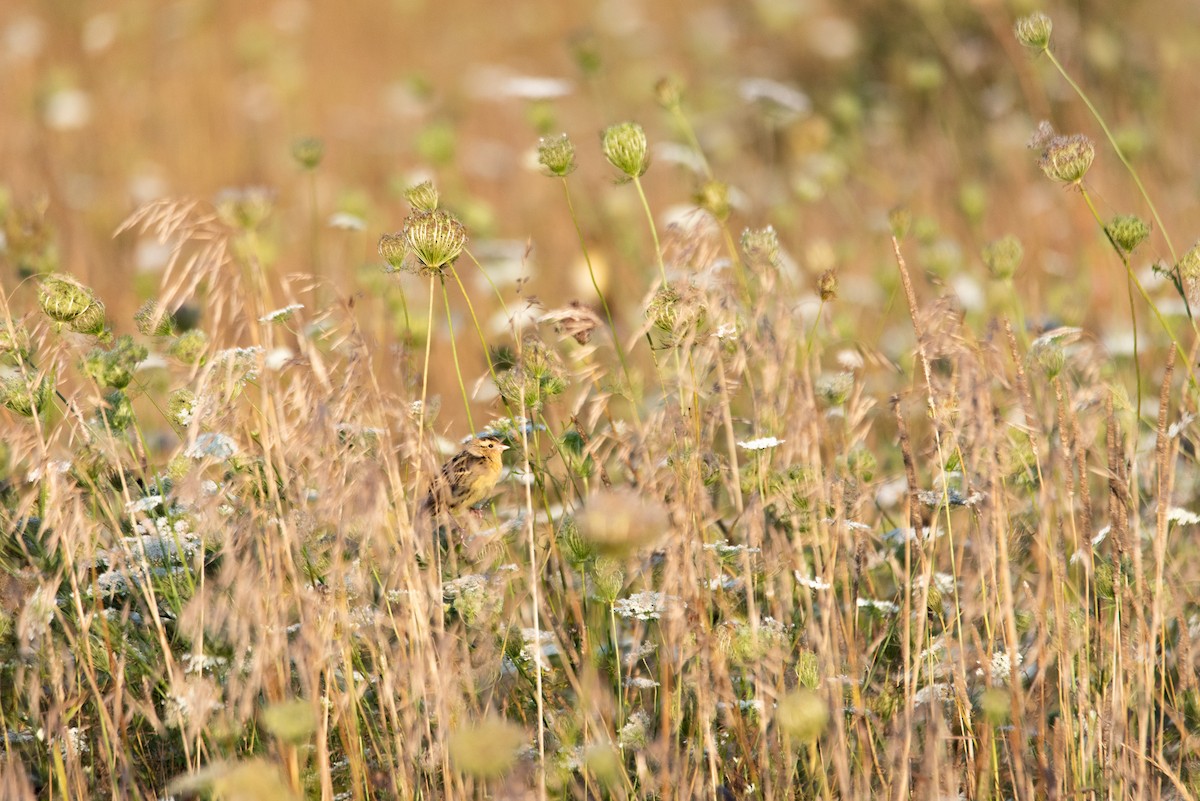 Bobolink - ML644615536