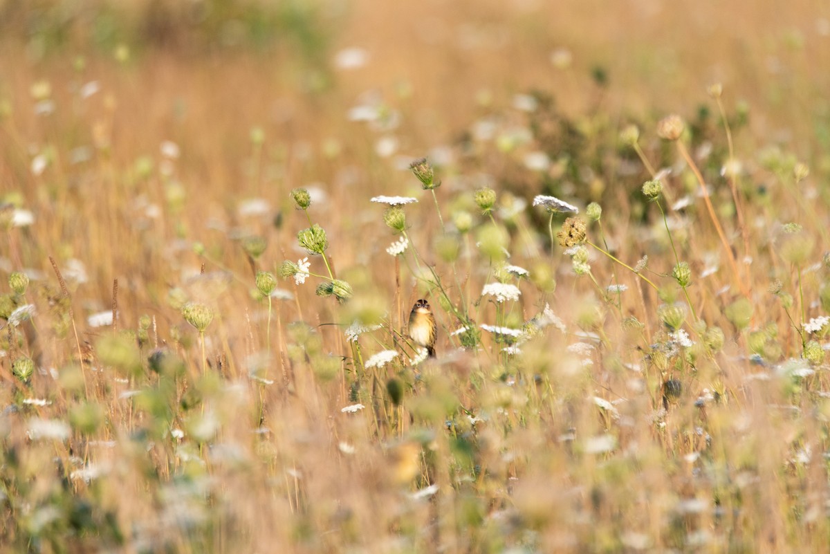 Bobolink - ML644615537