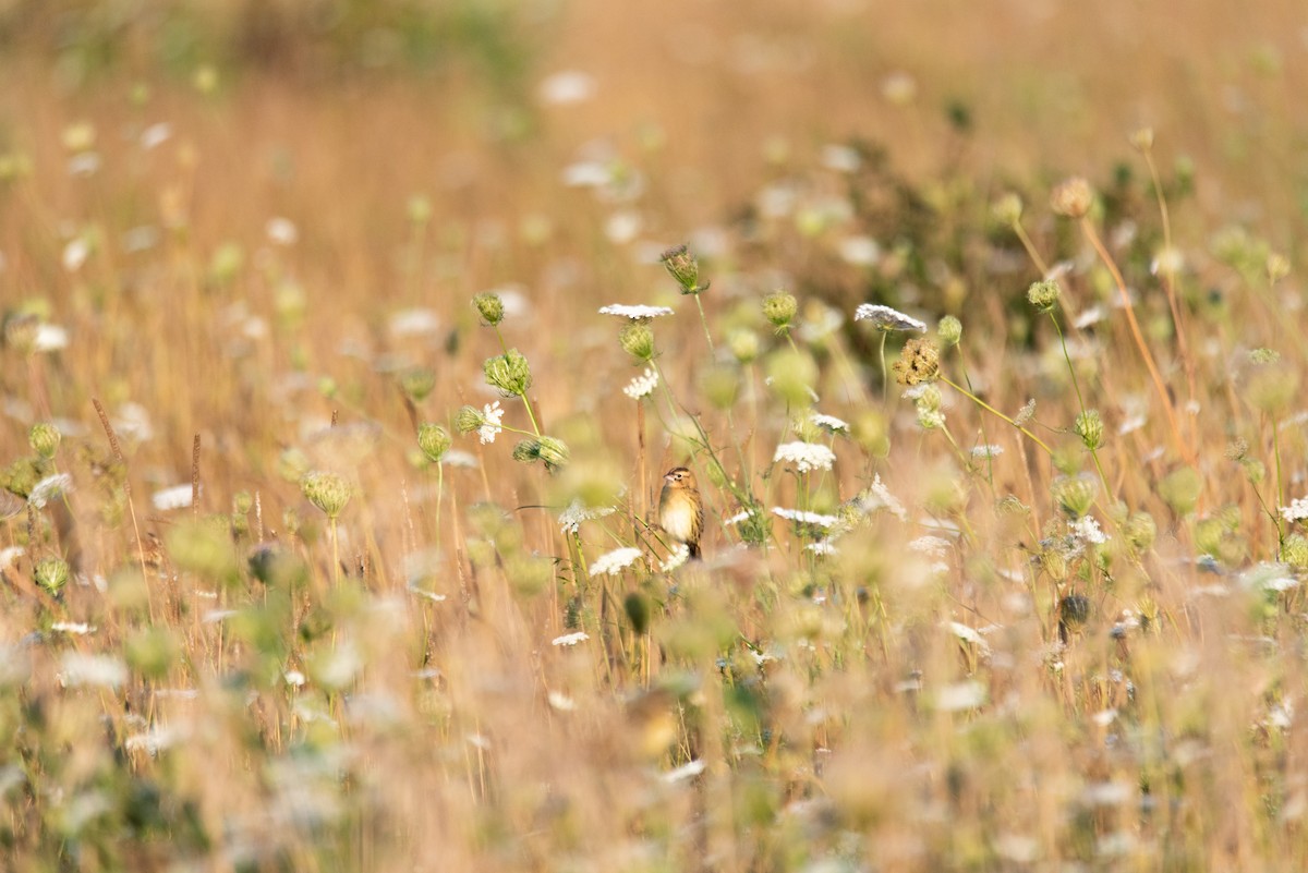 Bobolink - ML644615538