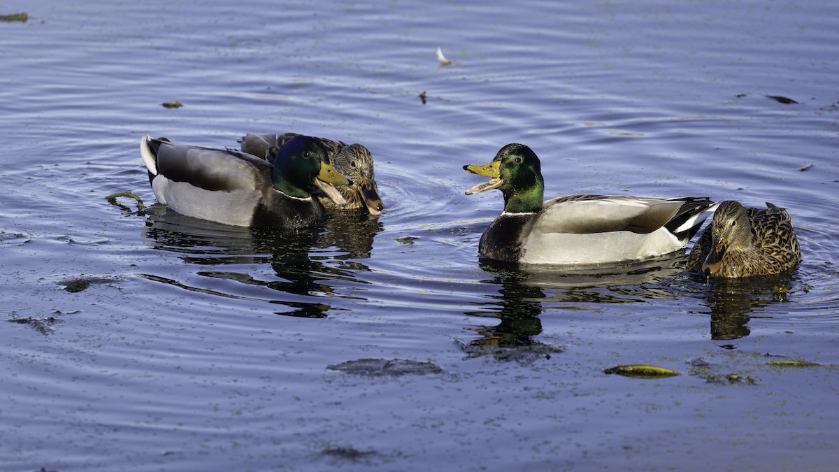 マガモ - ML644615542