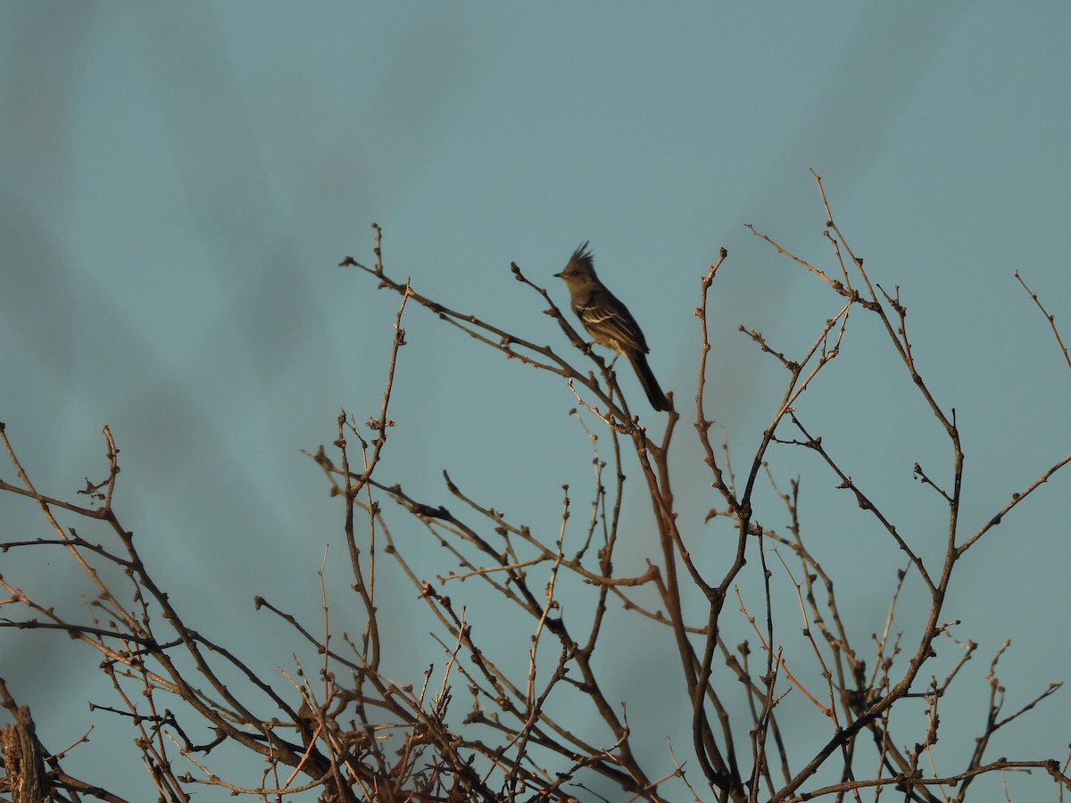 Phainopepla - ML644615546