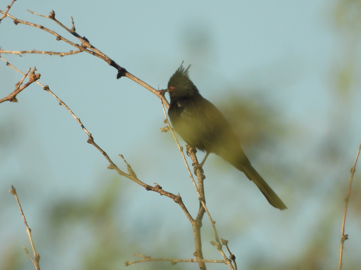 Phainopepla - ML644615547