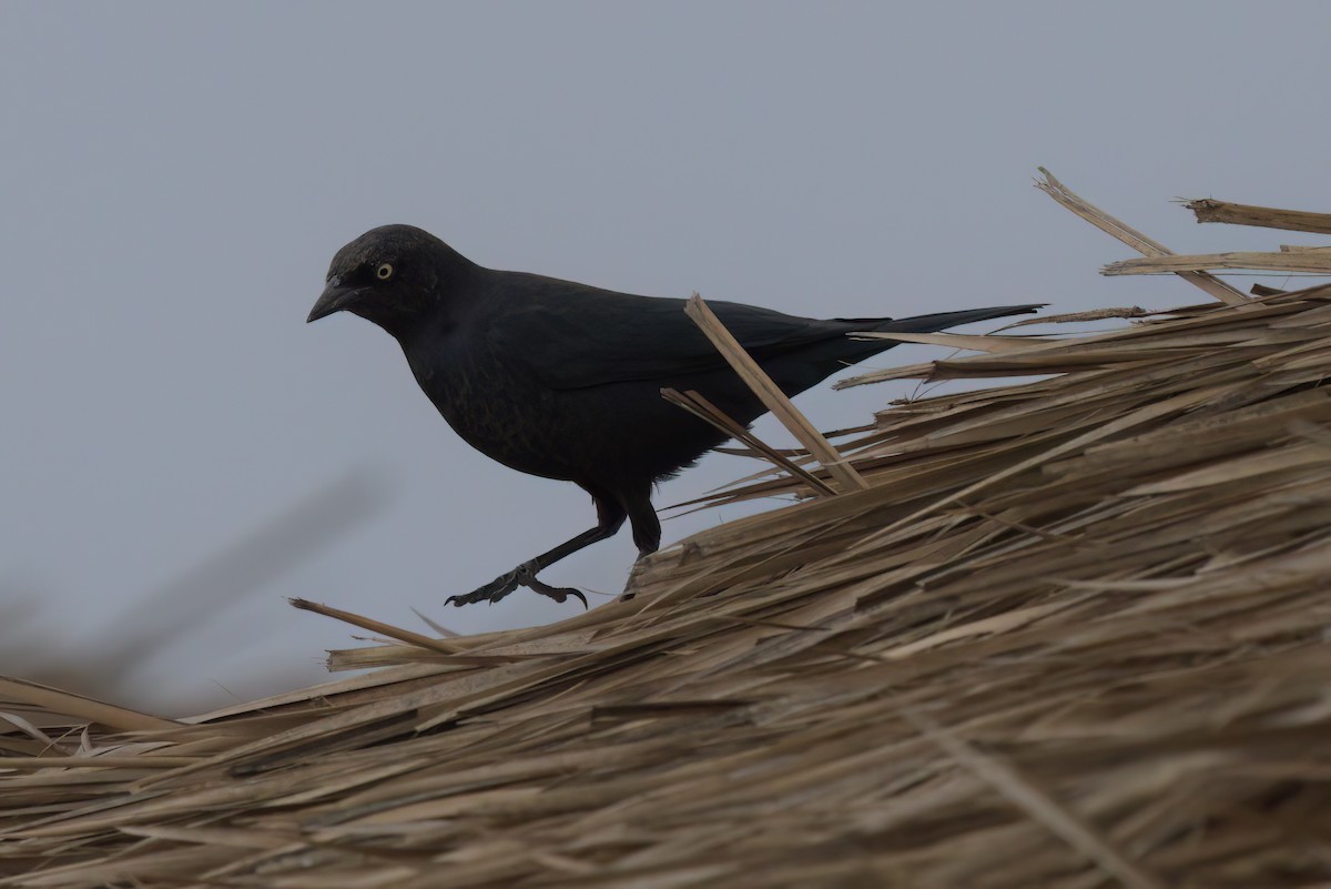 Brewer Karatavuğu - ML644615556