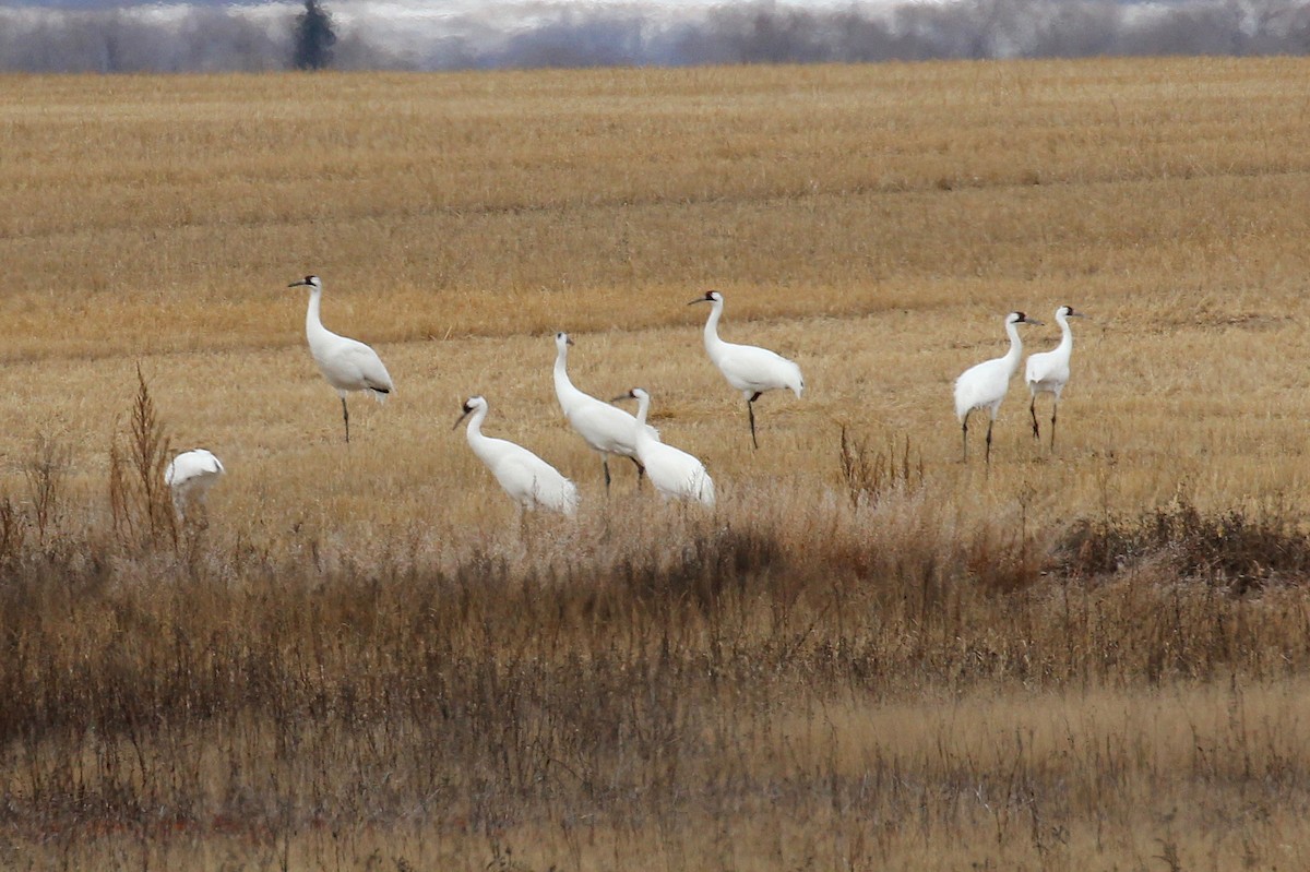 アメリカシロヅル - ML644615559