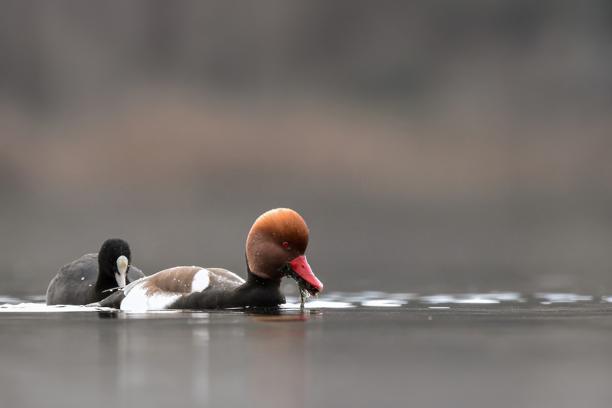 Улаан хошуут биваан - ML644615565