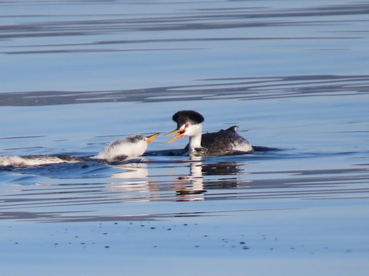 Achichilique de Clark - ML644615567