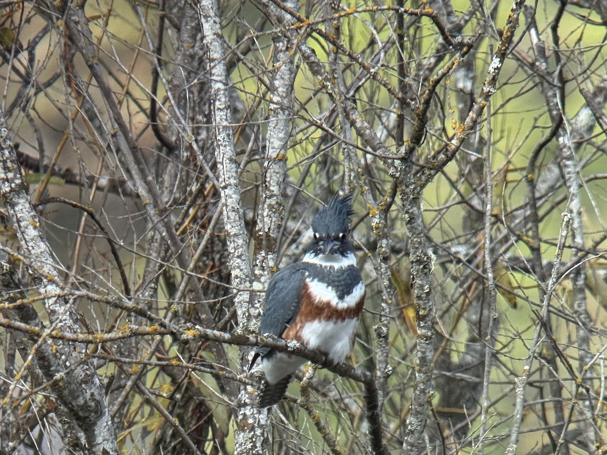 Belted Kingfisher - ML644615571