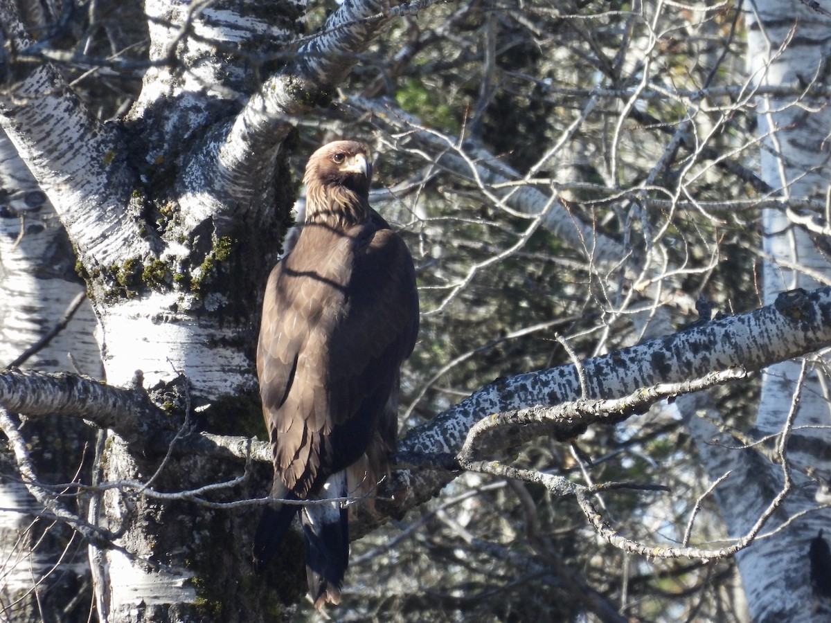 kongeørn - ML644615572