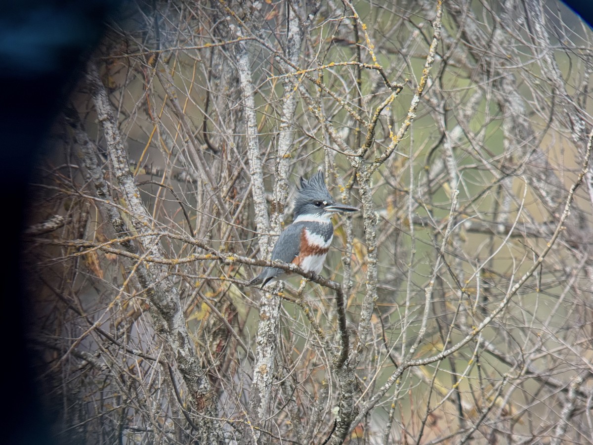 Belted Kingfisher - ML644615573