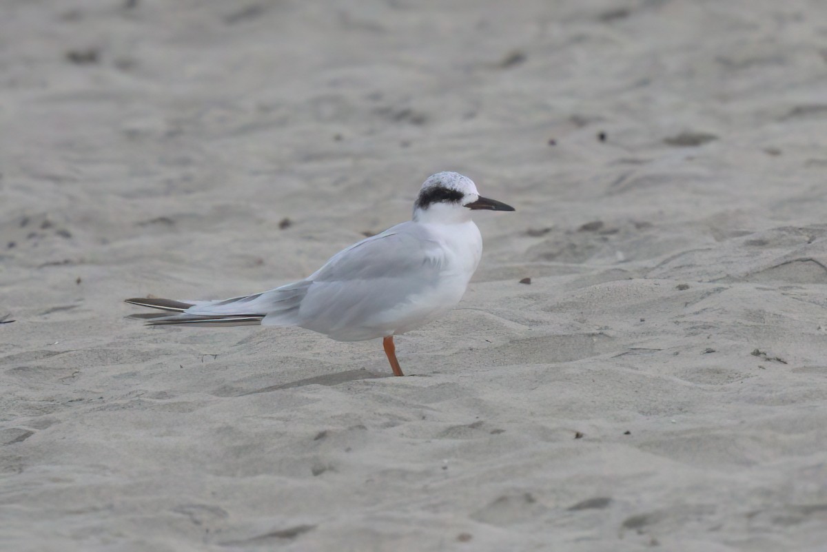 Sterne de Forster - ML644615576