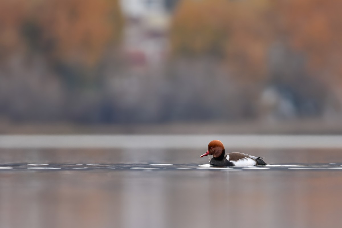 Улаан хошуут биваан - ML644615577