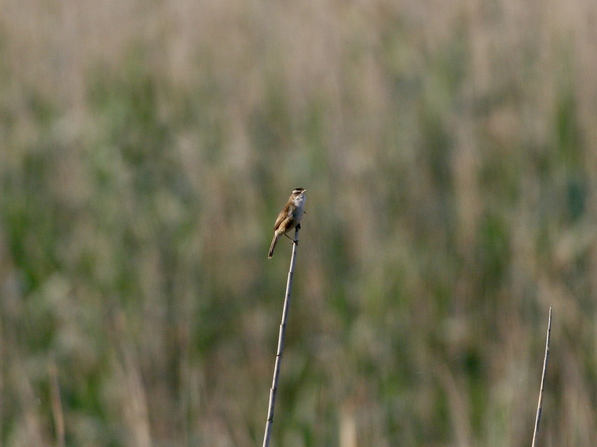 Forapaglie castagnolo - ML644615583