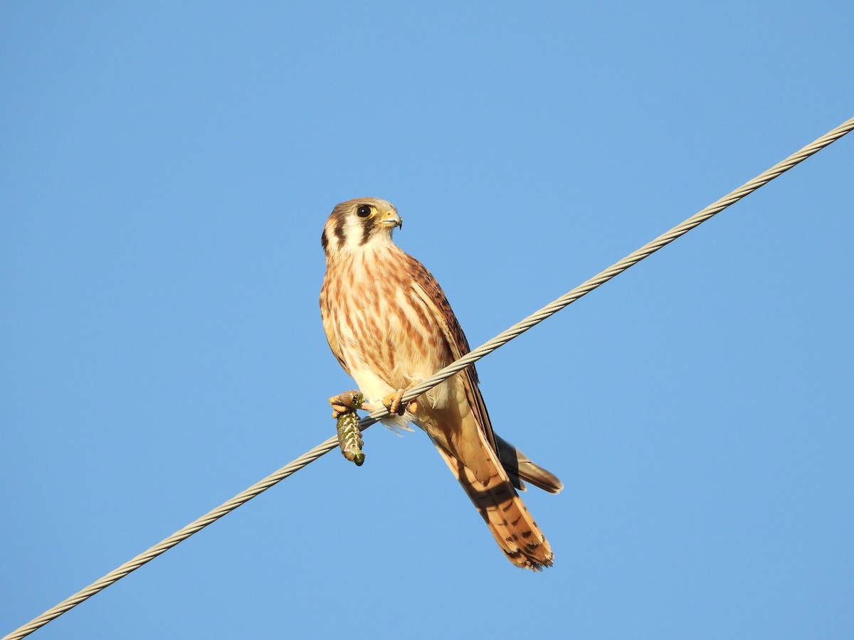 American Kestrel - ML644615584