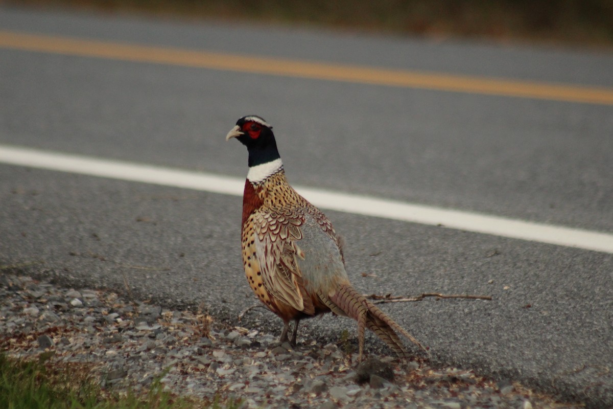 Ring-necked Pheasant - ML644615604