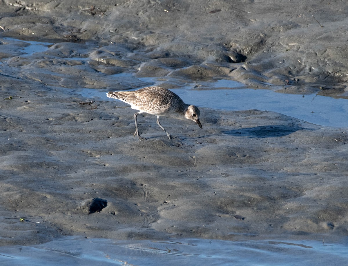 kulík bledý - ML644615605