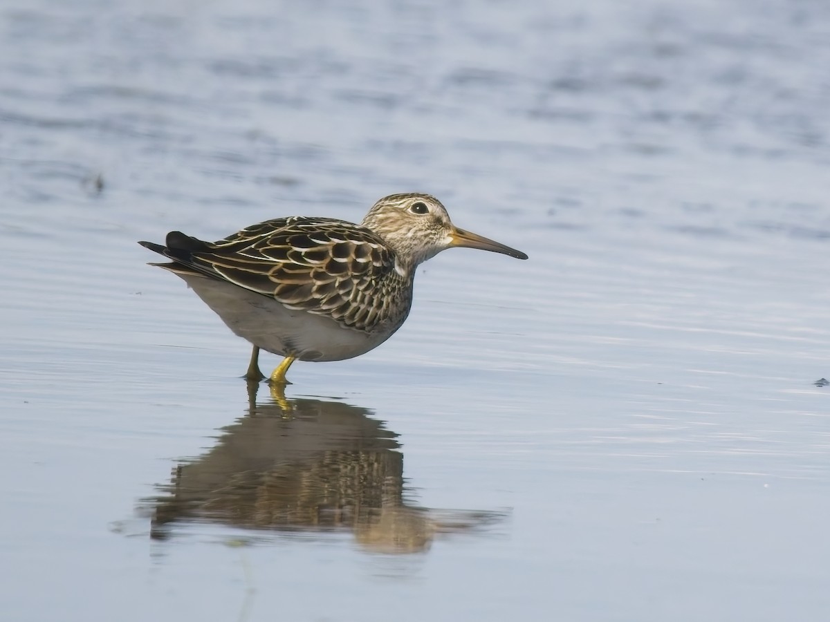 Pectoral Sandpiper - ML644615607
