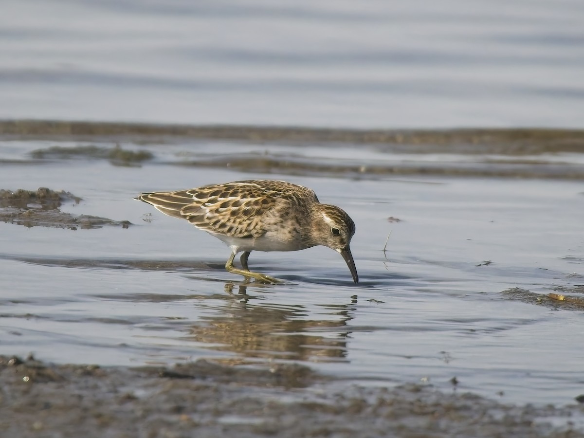 Least Sandpiper - ML644615608