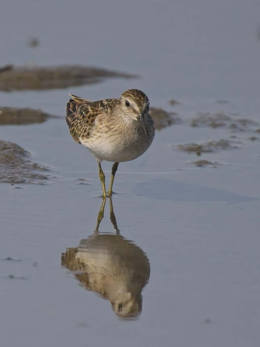 Least Sandpiper - ML644615609