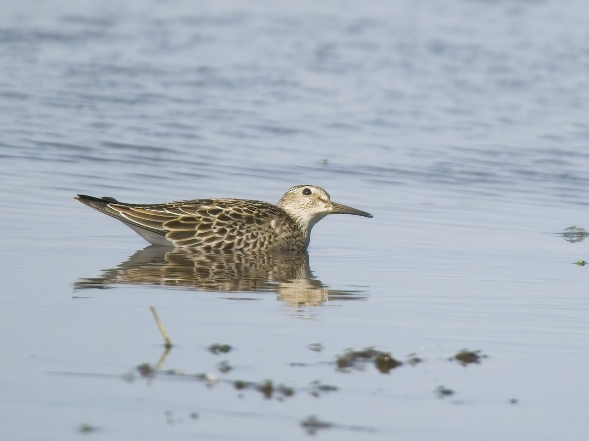 Pectoral Sandpiper - ML644615610