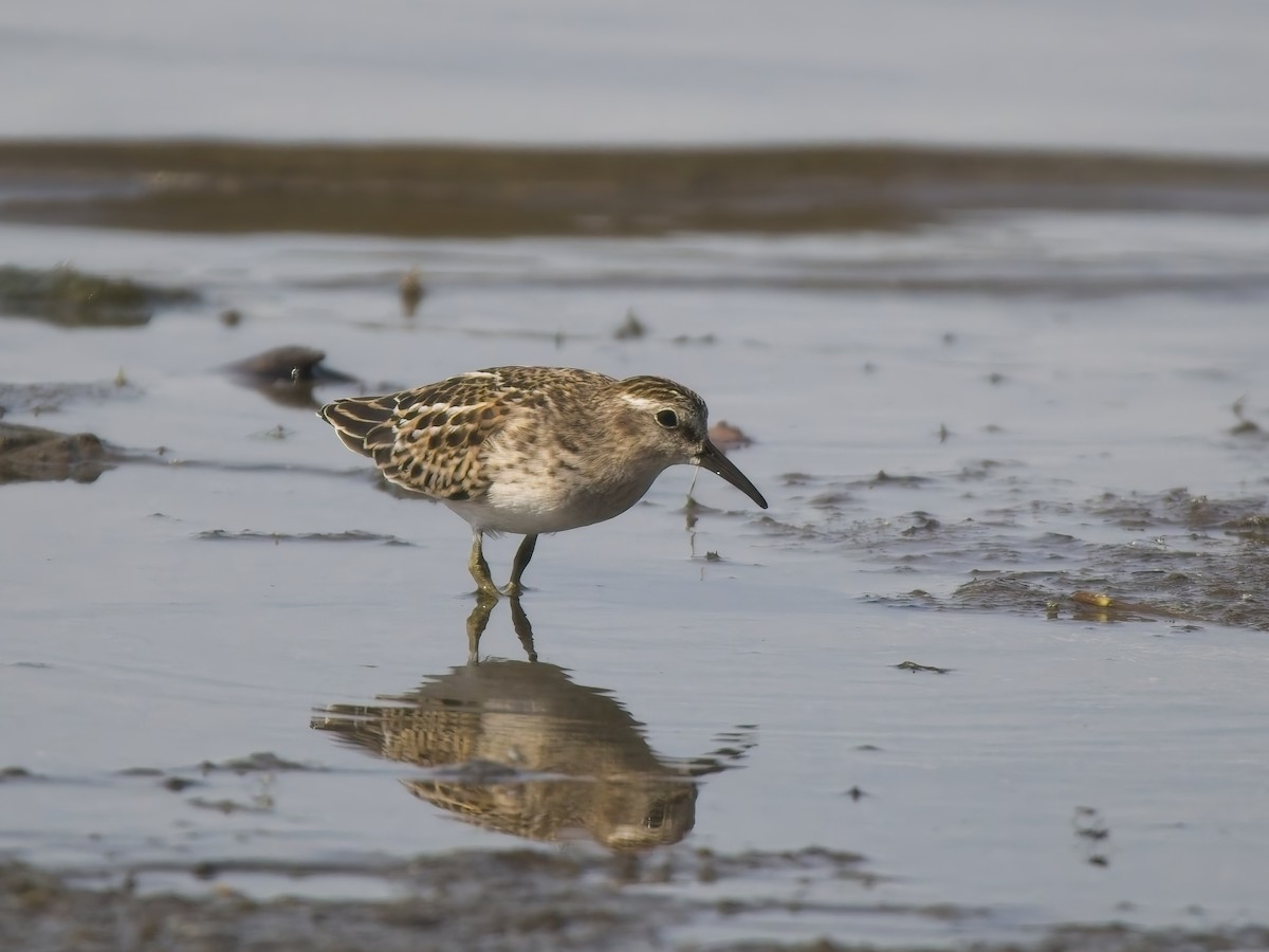 Least Sandpiper - ML644615611