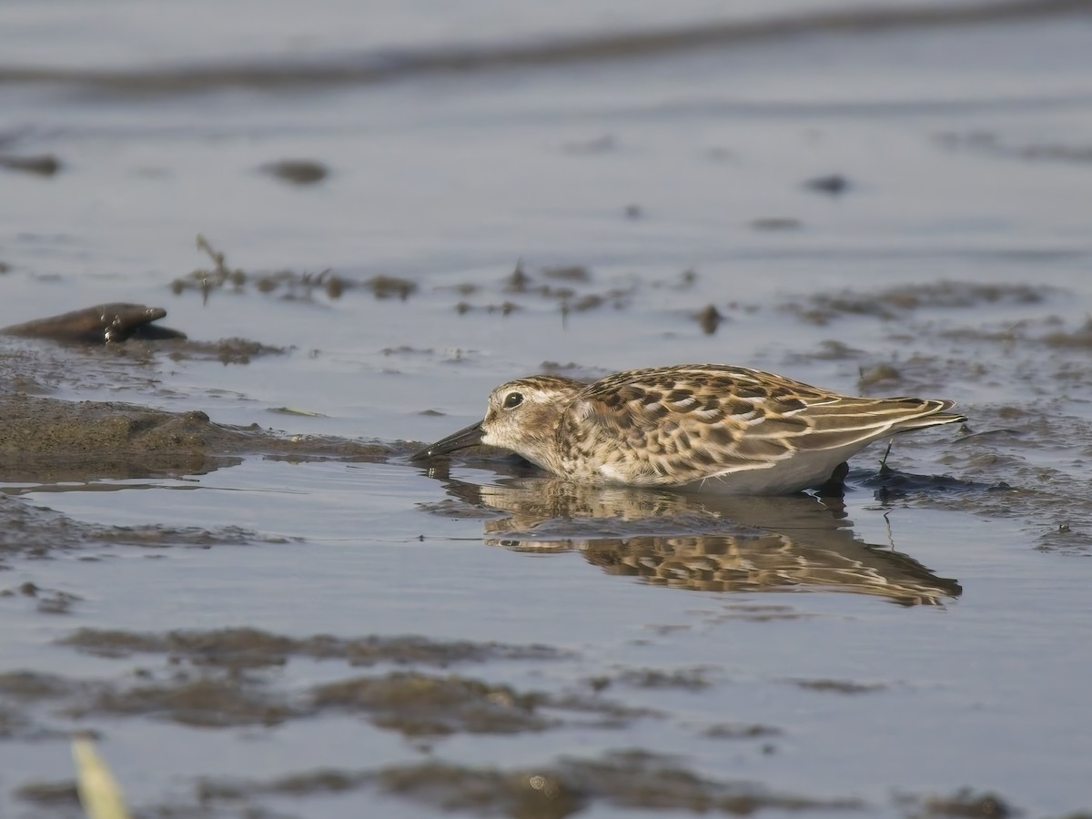 Least Sandpiper - ML644615612