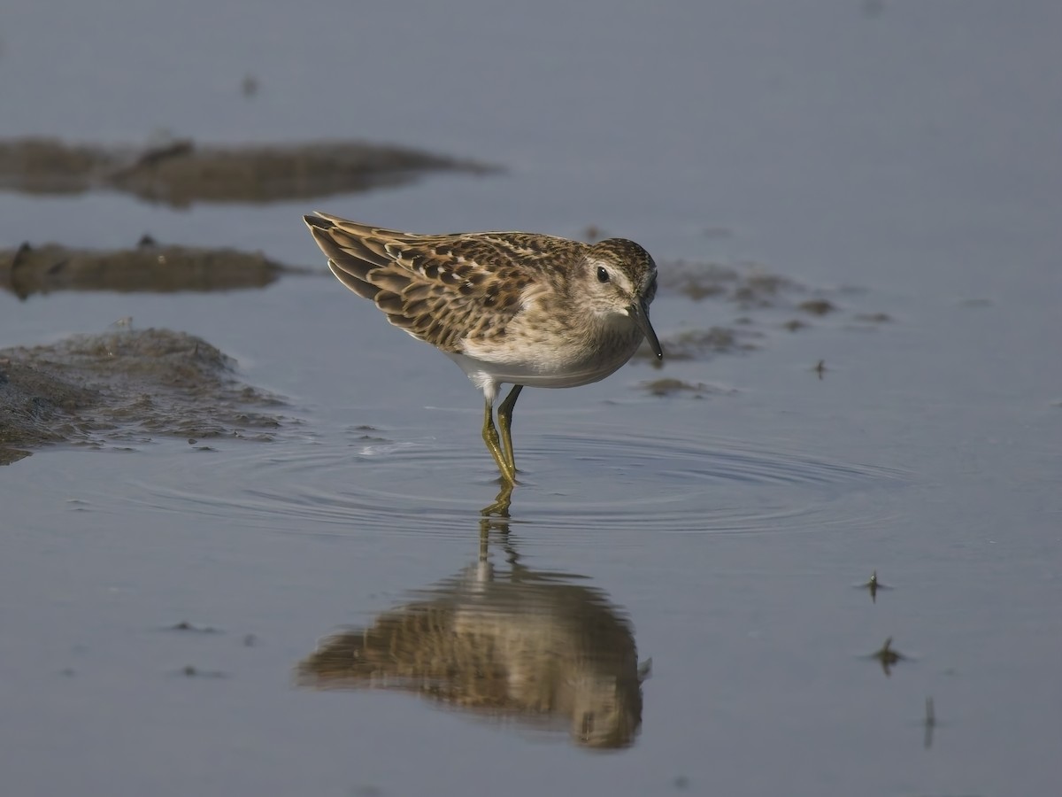Least Sandpiper - ML644615613