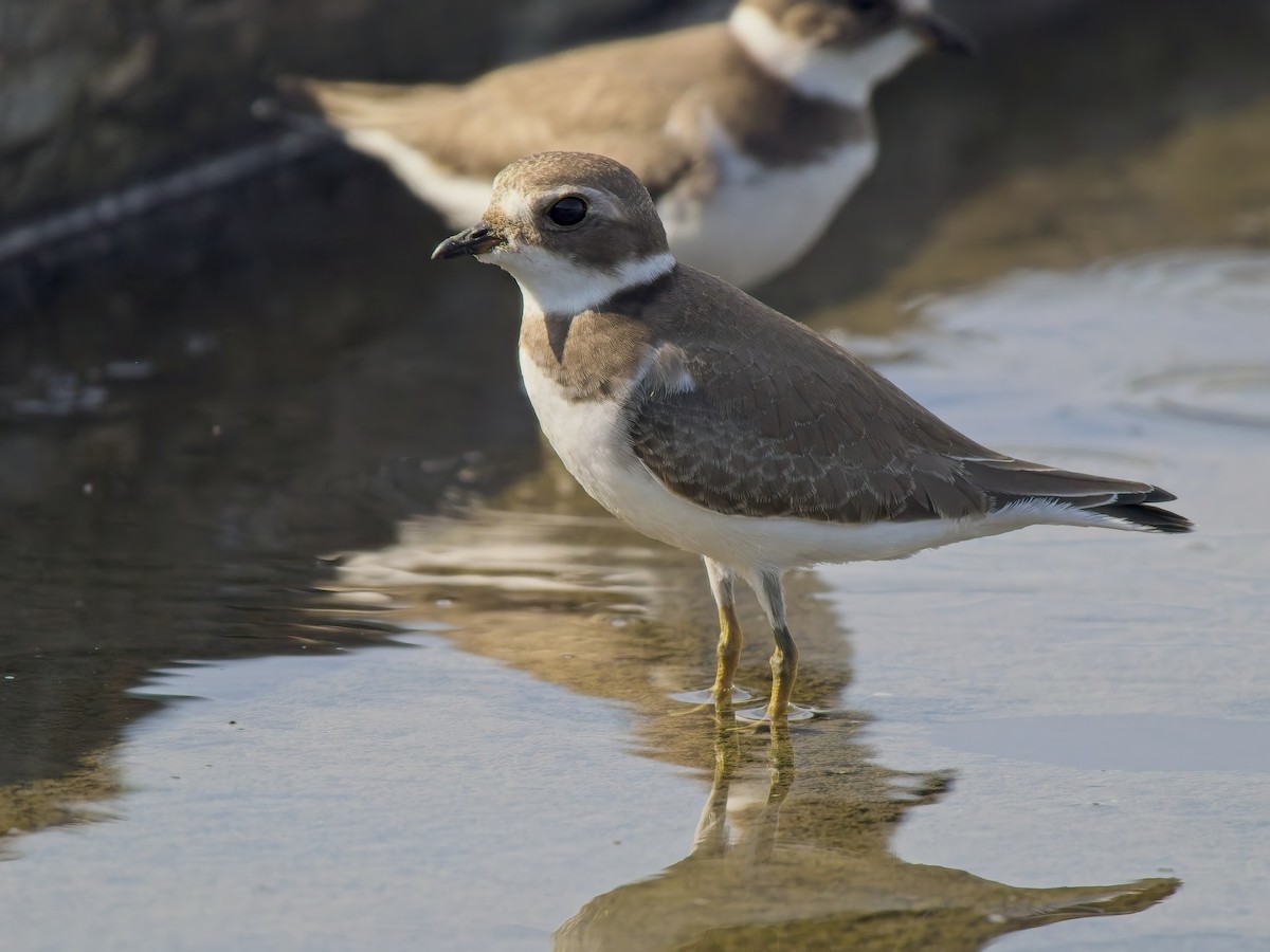 Semipalmated Plover - ML644615632