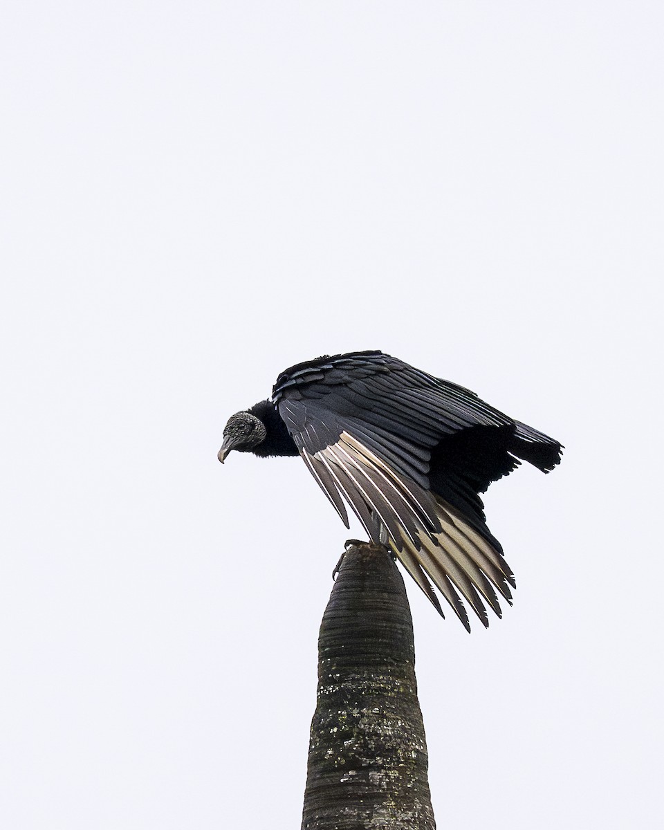 Black Vulture - ML644615634