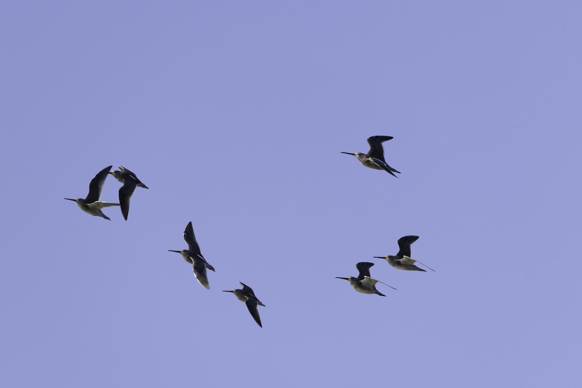 オオハシシギ - ML644615636