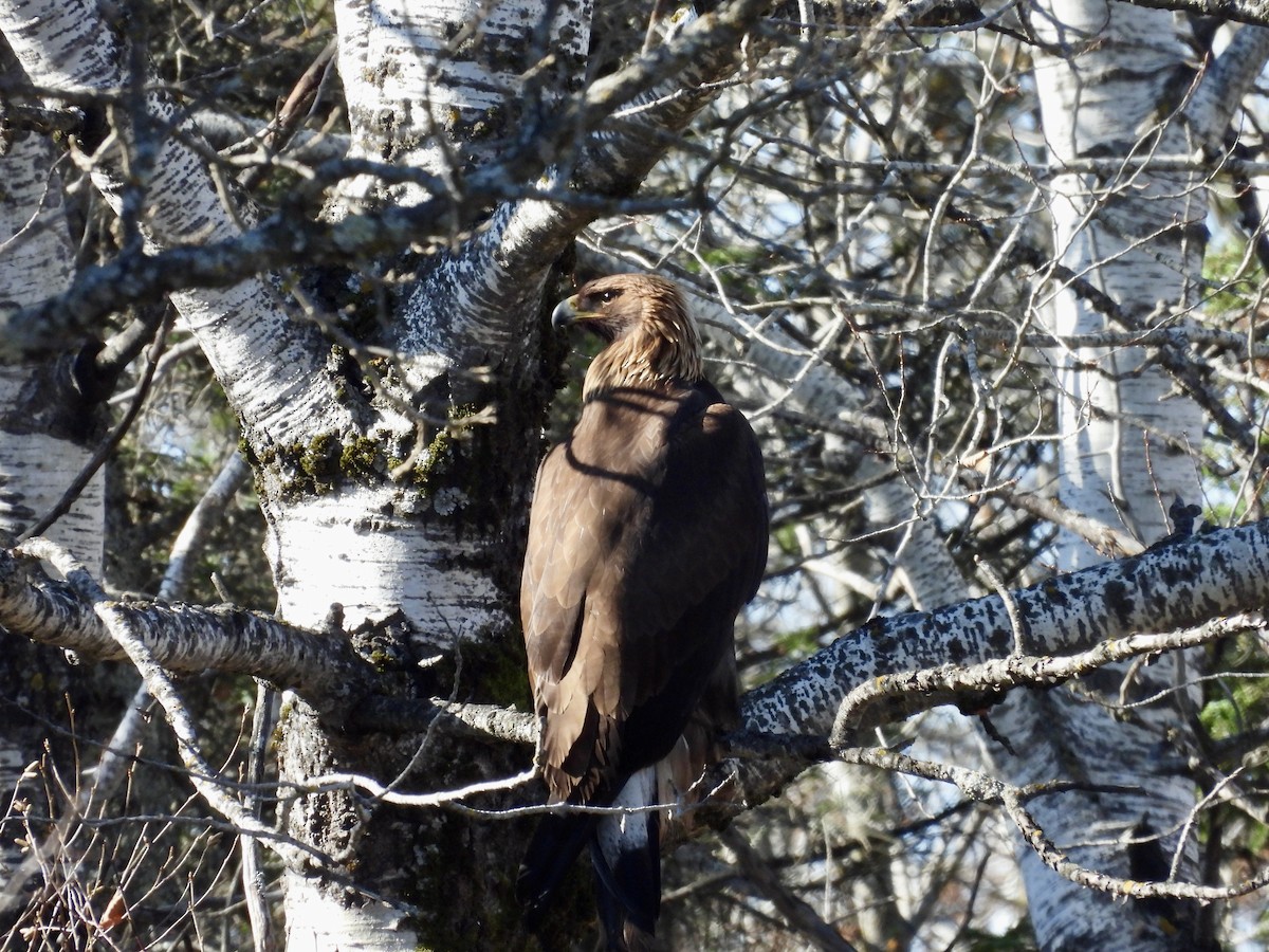 kongeørn - ML644615639