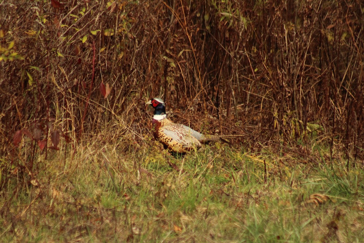 Ring-necked Pheasant - ML644615640
