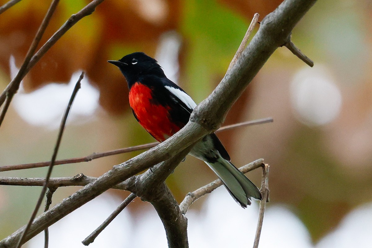 Candelita Aliblanca - ML644615643