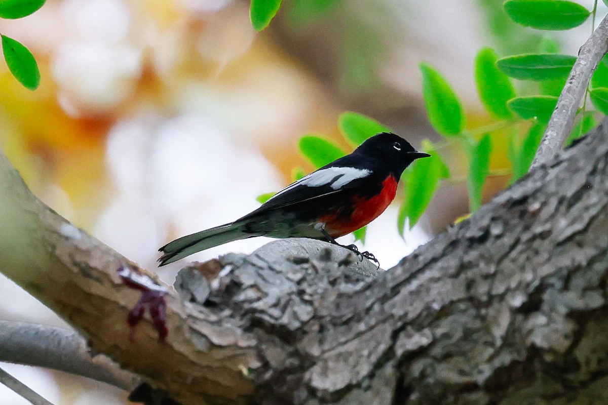 Candelita Aliblanca - ML644615644