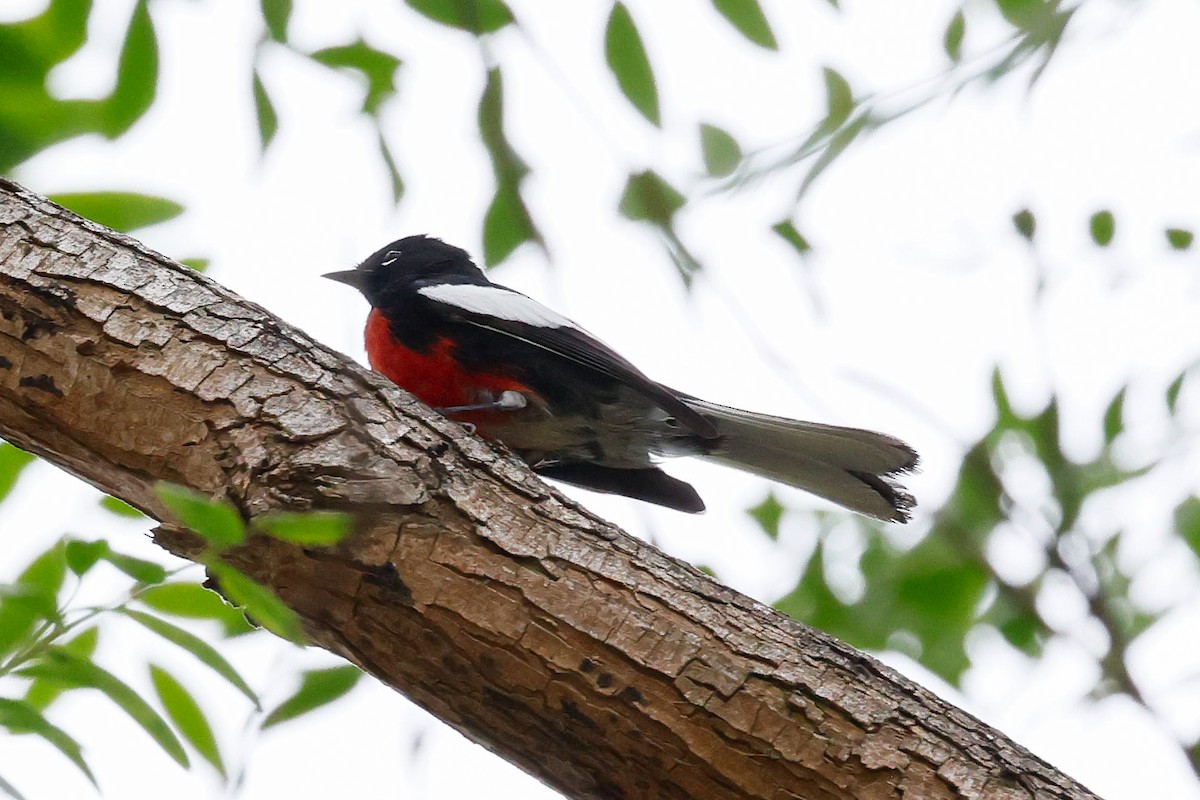 Candelita Aliblanca - ML644615645