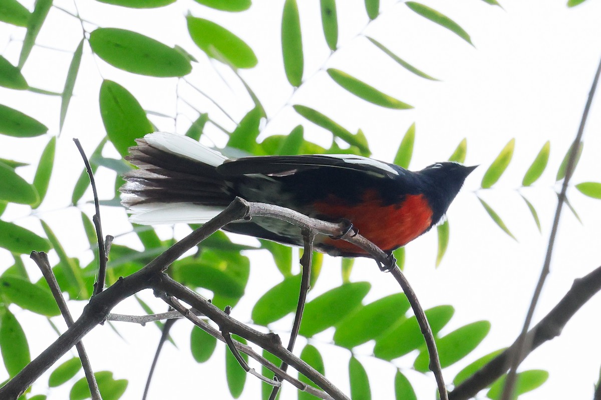 Candelita Aliblanca - ML644615646