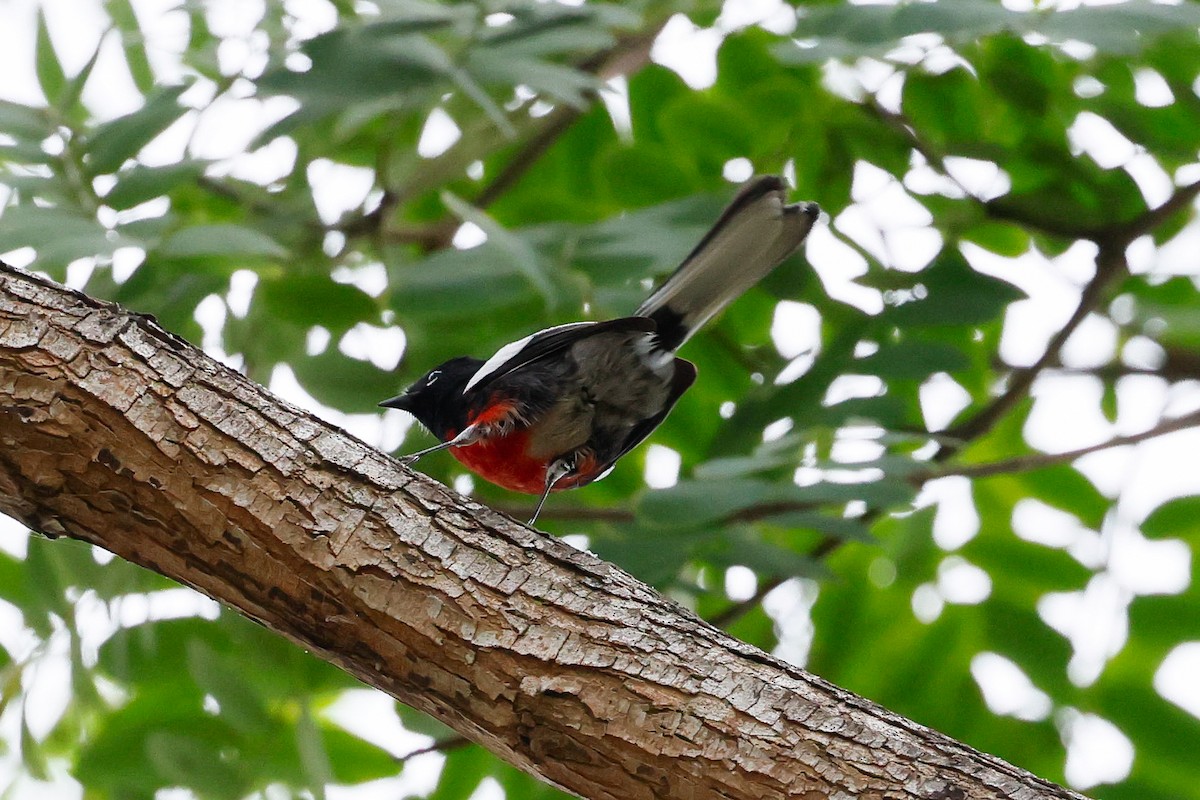 Candelita Aliblanca - ML644615647