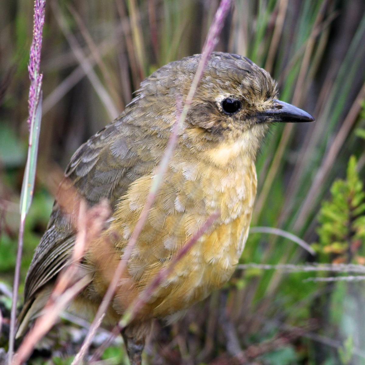 Tawny Antpitta - ML644615648
