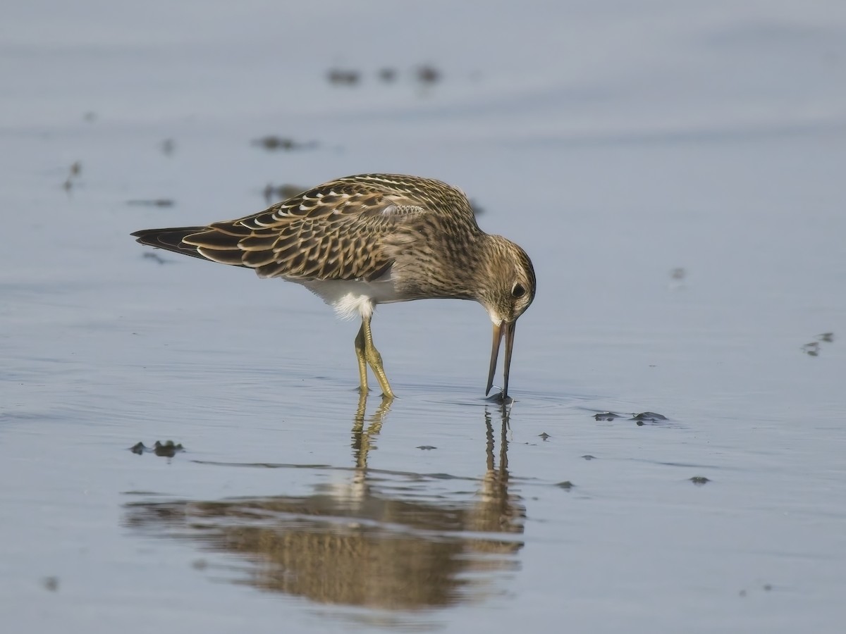 Pectoral Sandpiper - ML644615649