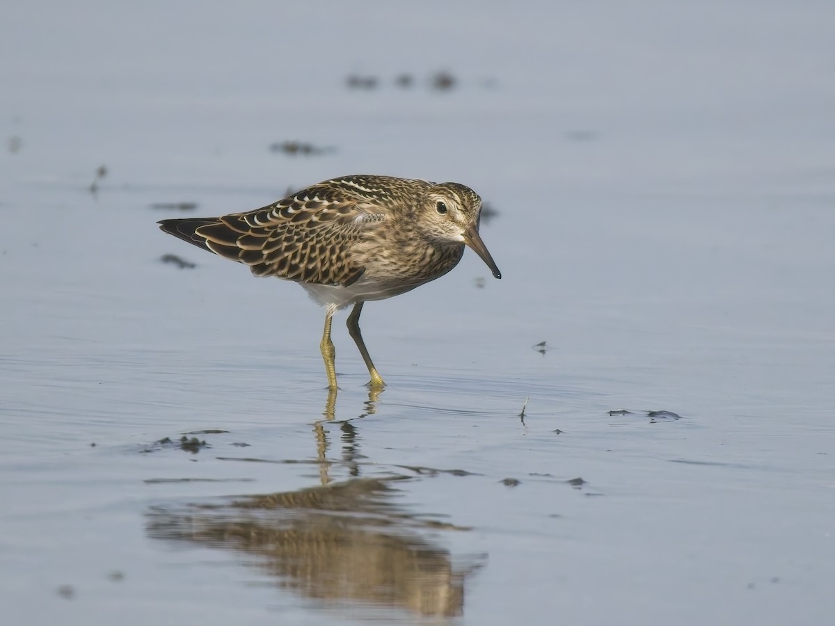 Pectoral Sandpiper - ML644615650