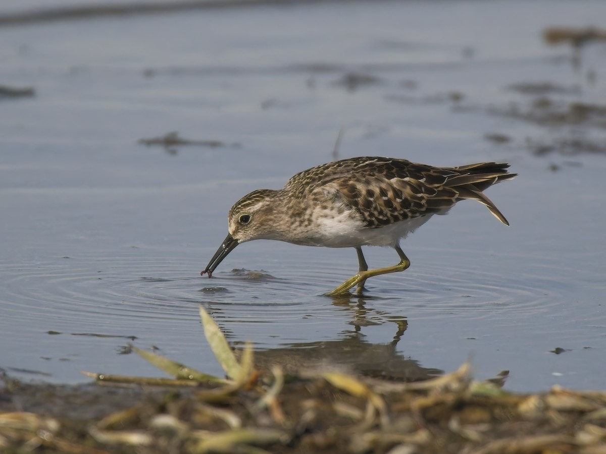 Least Sandpiper - ML644615651