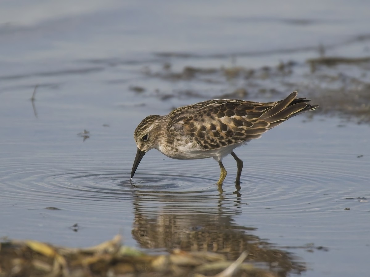 Least Sandpiper - ML644615652