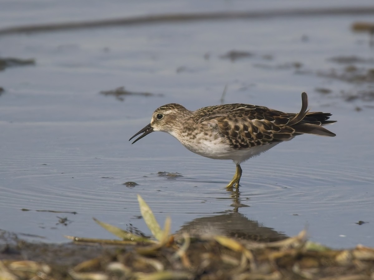 Least Sandpiper - ML644615653
