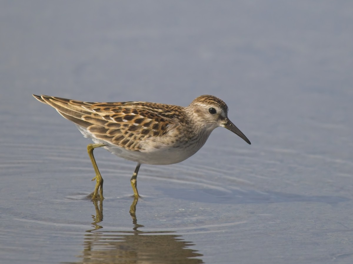 Least Sandpiper - ML644615654