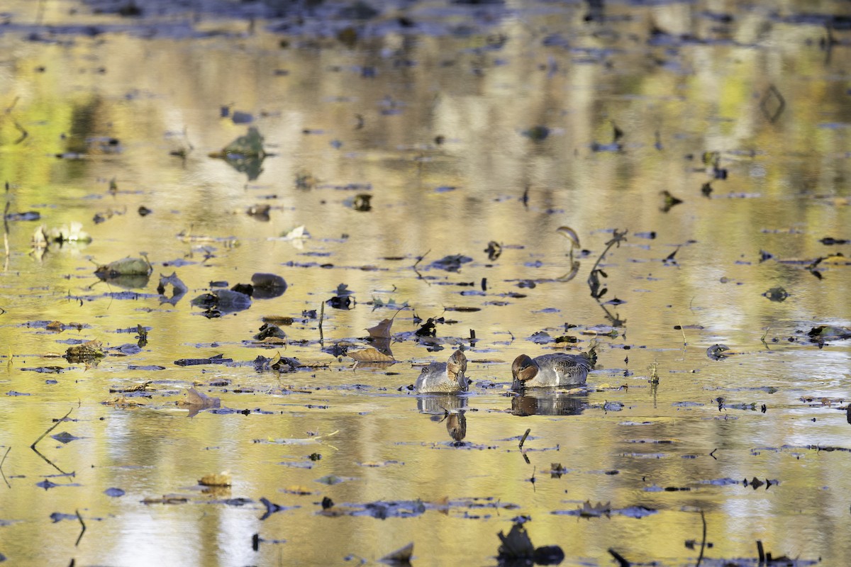 コガモ（亜種 アメリカコガモ） - ML644615655