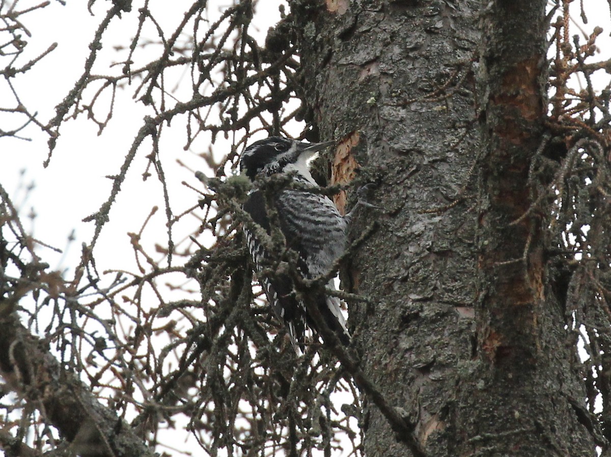 Дятел ялиновий - ML644615659