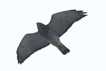 káně širokokřídlá - ML644615664